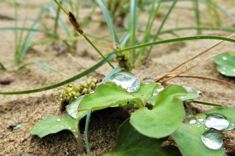 雨粒をたたえる砂丘の植物©鳥取砂丘ビジターセンター