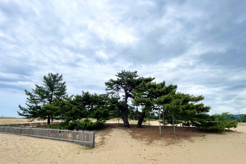 Ichirimatsu Pine Tree, which stands on the western side of Tottori Sand Dunes