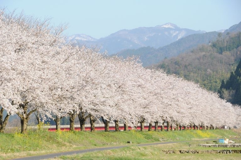 必見！安部の桜土手