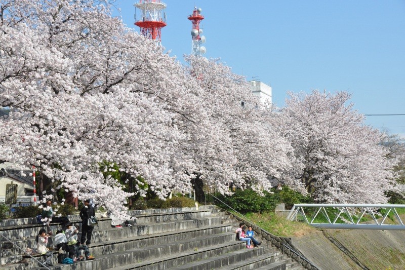 「袋川桜土手」桜のアーチが彩る憩いの遊歩道