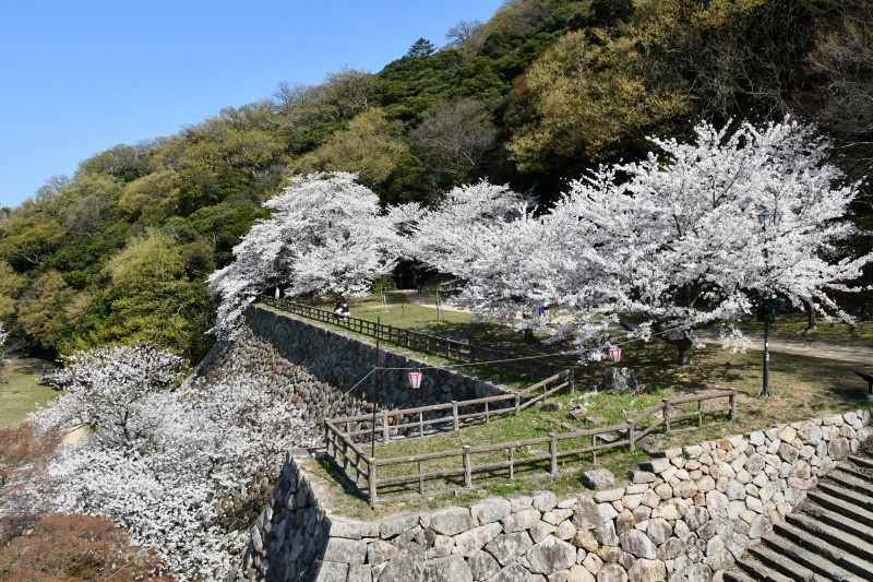 「鳥取城跡・久松公園」さくら名所100選に選ばれた城跡の桜