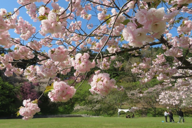 「湖山池 青島公園」30種類約500本の桜が美しい絶景スポット！