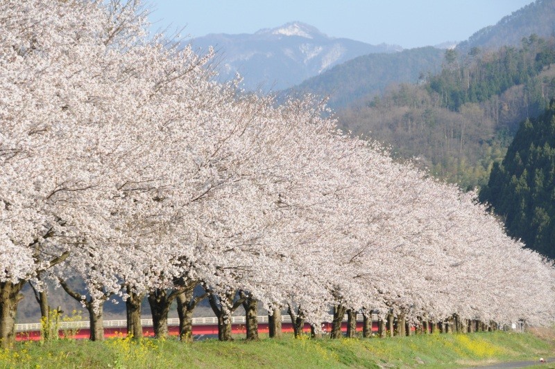 安部駅周辺と安部の桜土手