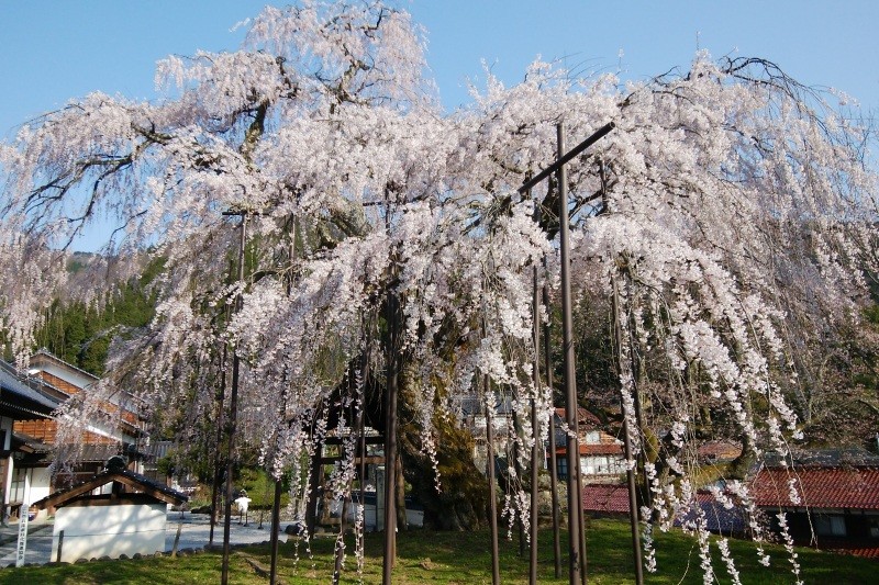 泰雲寺のしだれ桜