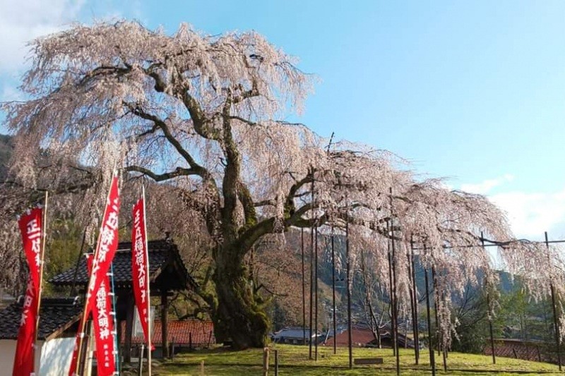 泰雲寺のしだれ桜