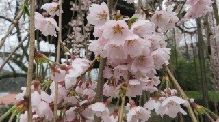 泰雲寺のしだれ桜