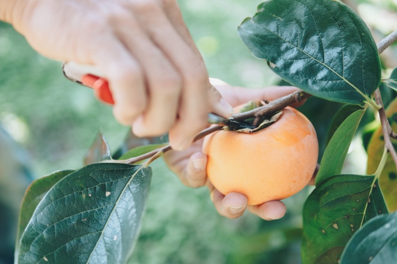 樹齢100年の古木から 採れる花御所柿