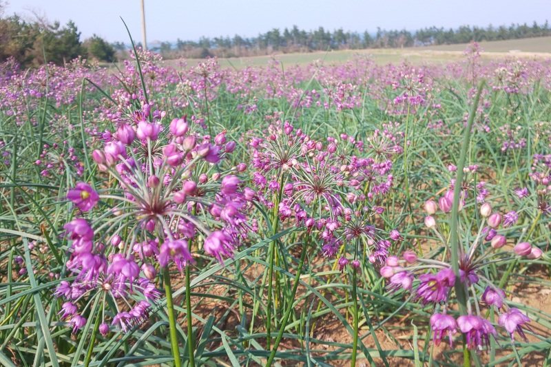 らっきょうの花畑