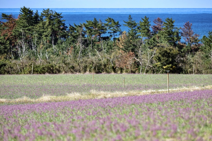 【90分】「鳥取砂丘癒しコース(秋季)」~鳥取旅時間 砂路をススメ③~