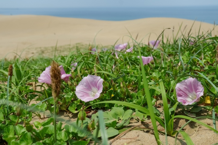 【3時間】「鳥取砂丘植物観察文人探訪コース(春~秋季)」~鳥取旅時間 砂路をススメ④~