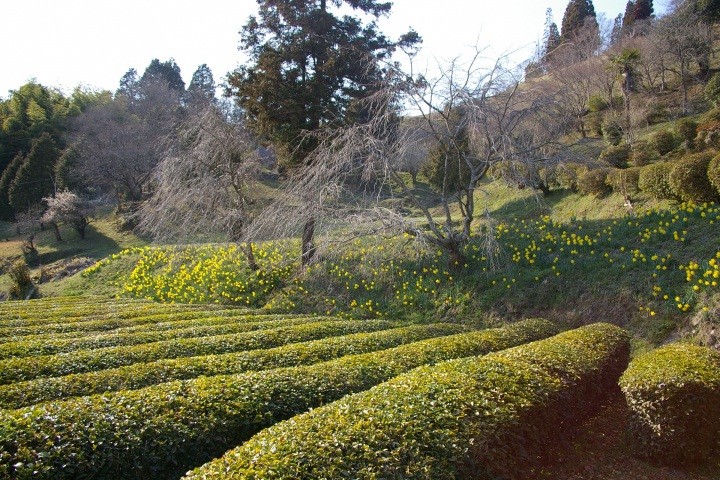 小林芳香園