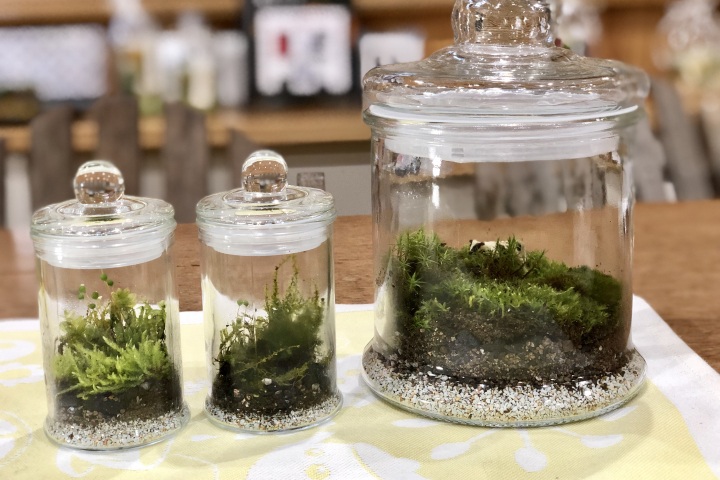 14:00　苔テラリュウム体験