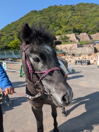 鳥取城内　乗馬体験