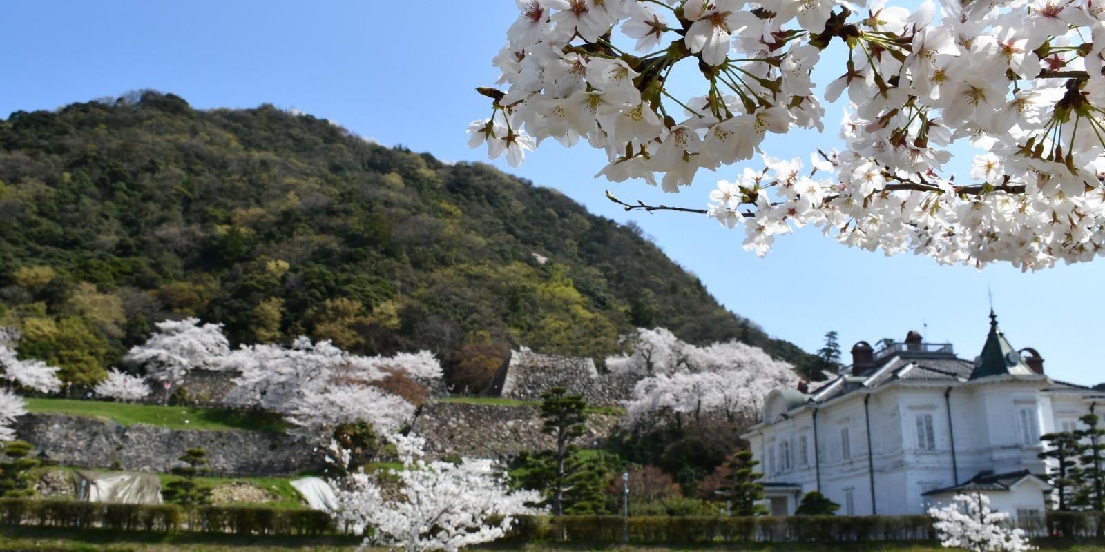 鳥取市内のお花見といえばココ！おすすめ桜スポット