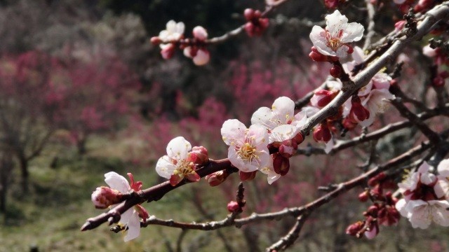 お城山展望台　河原城