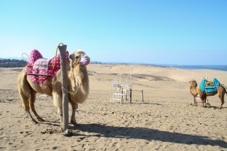 Camel Riding Experience