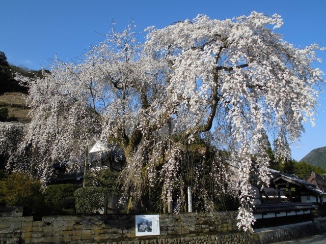 長瀬の大しだれ桜