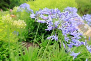 湖山池ナチュラルガーデン