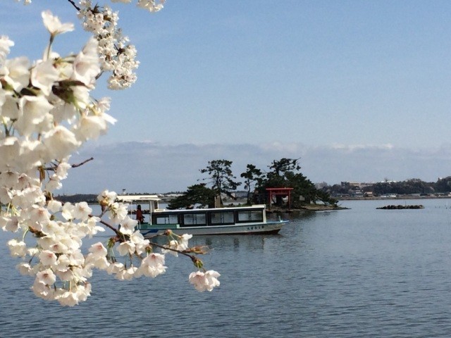 桜と猫島