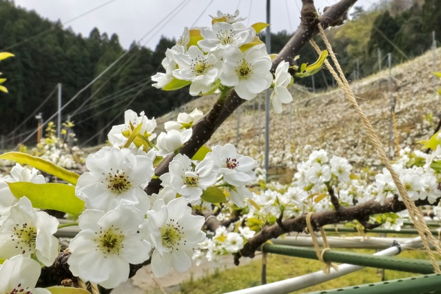 梨の花