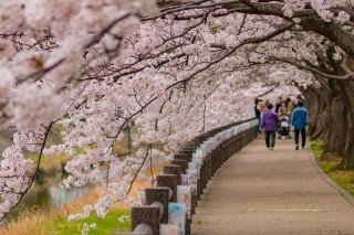 袋川堤防