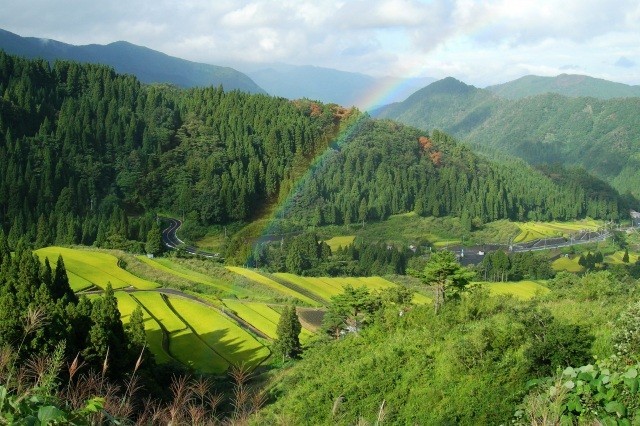 つく米の棚田