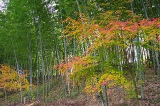 船岡竹林公園