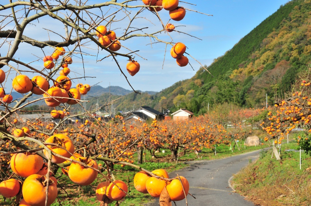 こ お げ 花 御所 柿