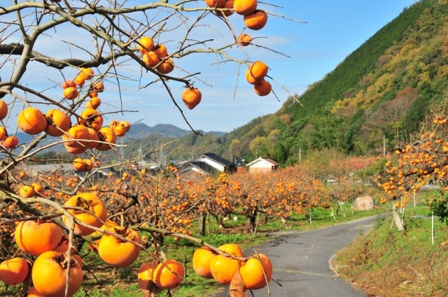 花御所柿の団地