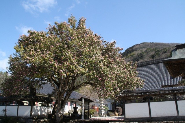 普門山　大樹寺