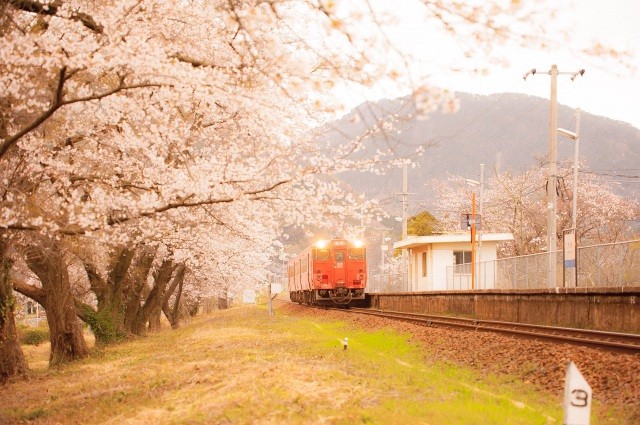 大岩駅の桜並木