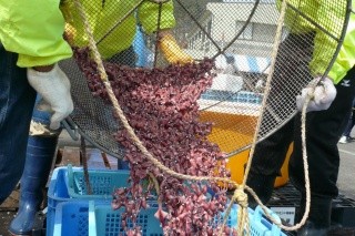 濱坂港 螢光烏賊祭