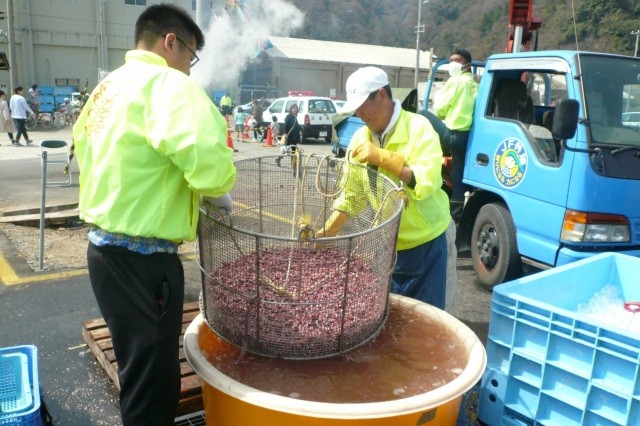 浜坂みなと ほたるいか祭り