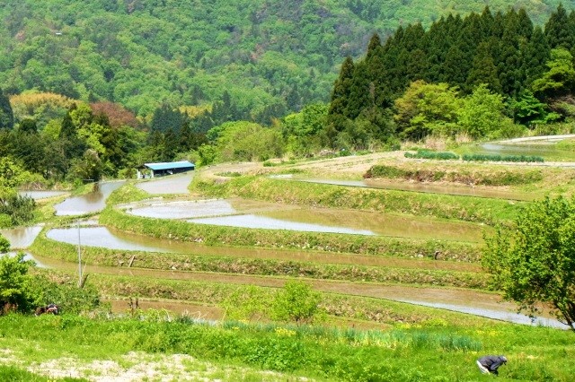 横尾棚田