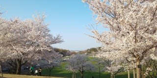 因幡千本桜　桜の園