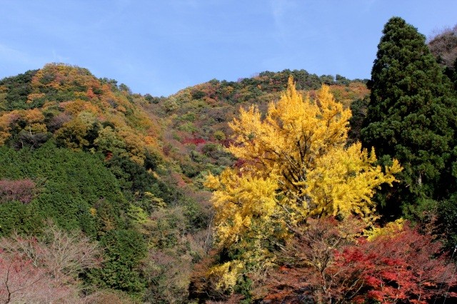 清徳寺 紅葉まつり