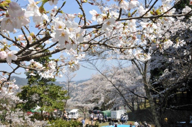 天満山さくら祭り