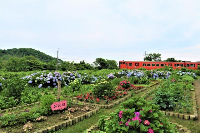 あじさい公園