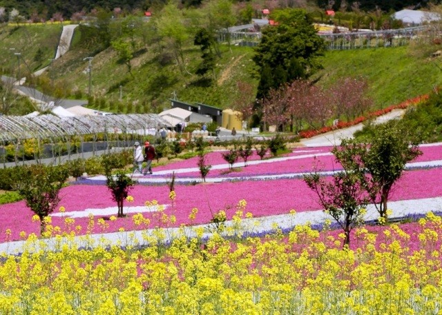 菜の花と柴桜