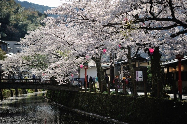 城崎と桜
