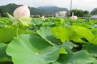 鹿野ハス園