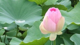 鹿野ハス園