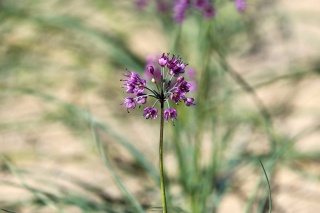 らっきょうの花畑