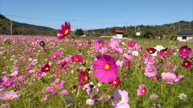 青谷町のコスモス畑