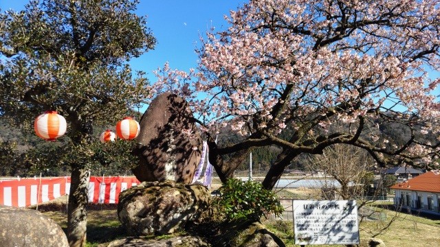 日置谷の寒桜