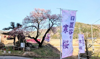 日置谷の寒桜