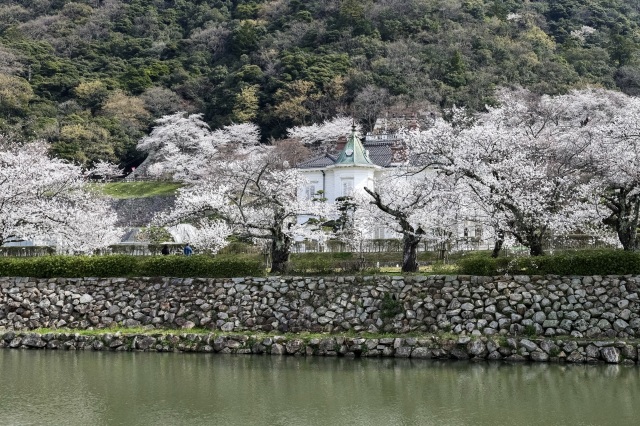 2024年4月2日撮影