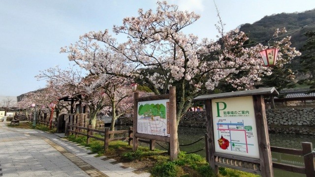 鳥取城跡・久松公園　桜ライトアップ