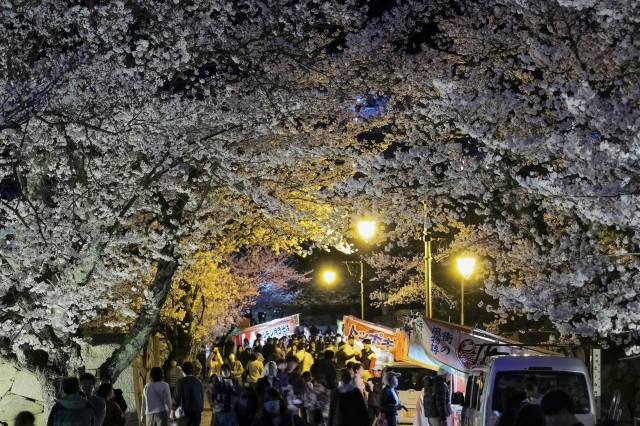 鳥取城跡・久松公園　桜ライトアップ