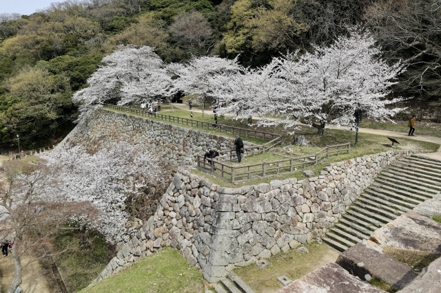 2024年4月2日撮影